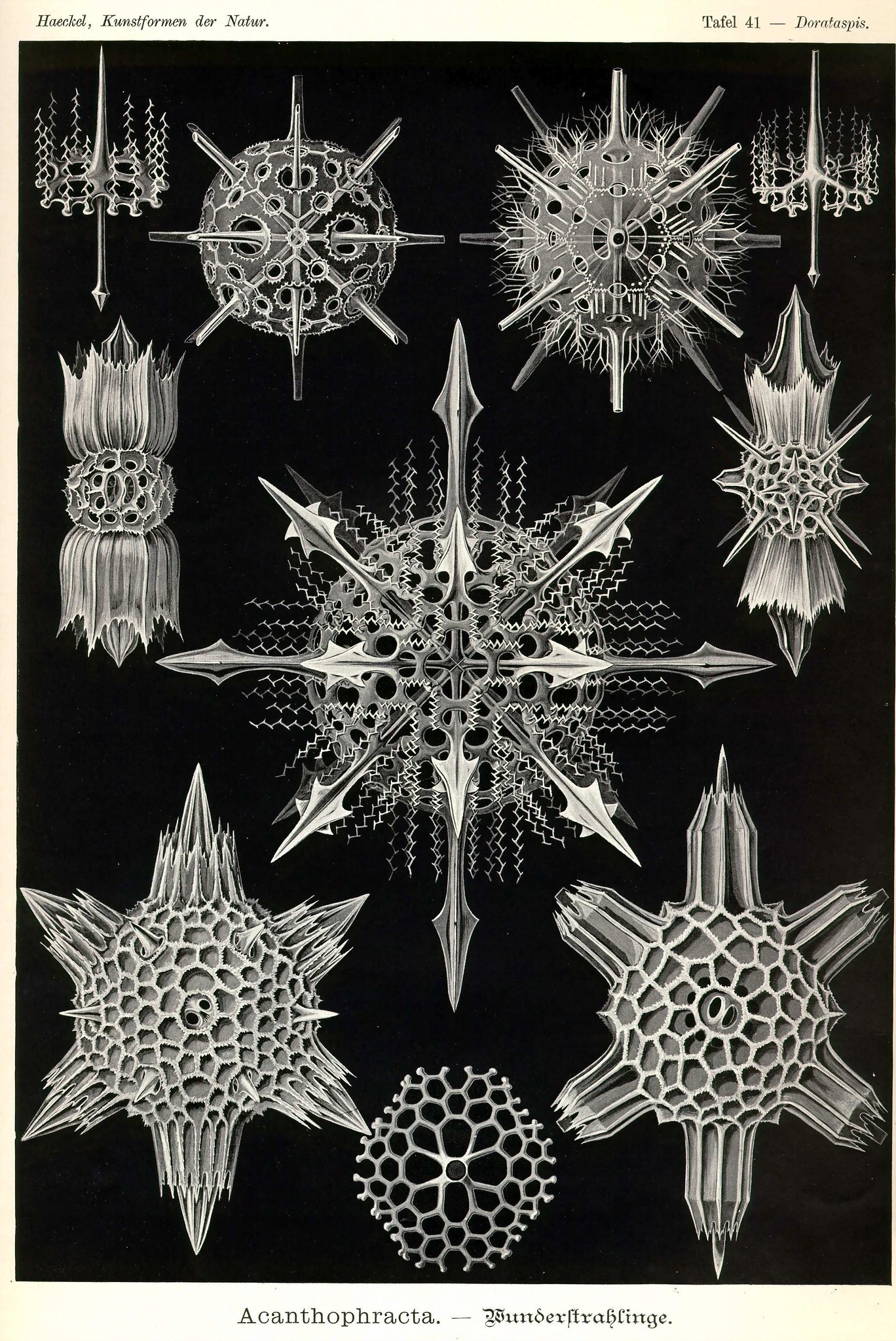 Turing Pattern Visualization
